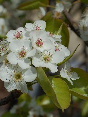 Pyrus calleryana Cleveland Select