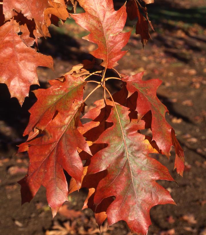 Quercus rubra 