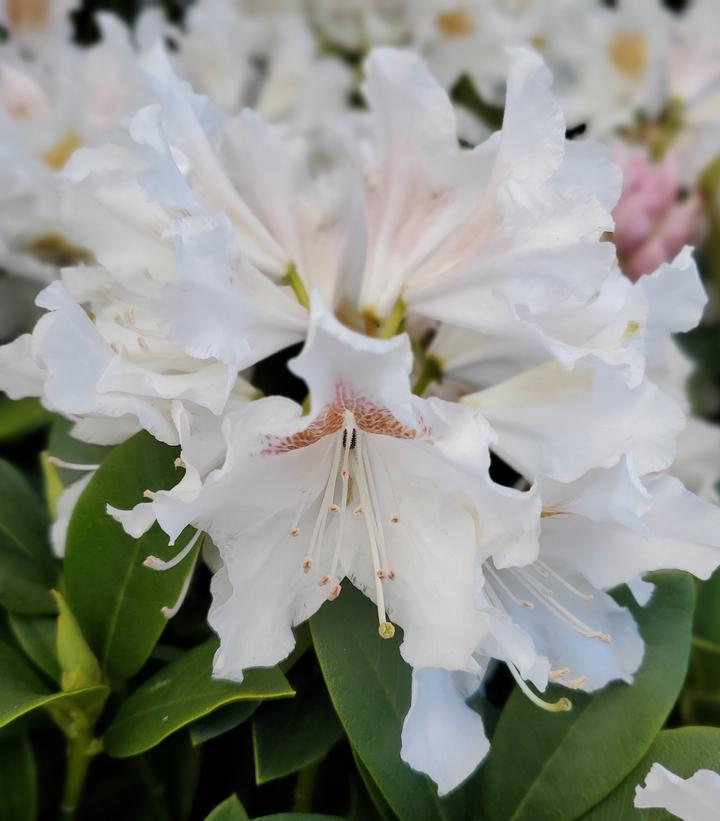 Rhododendron cat. Cunningham's White