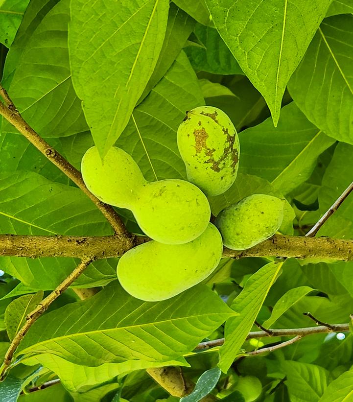 Asimina triloba 