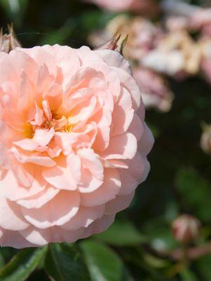 Rosa Apricot Drift®