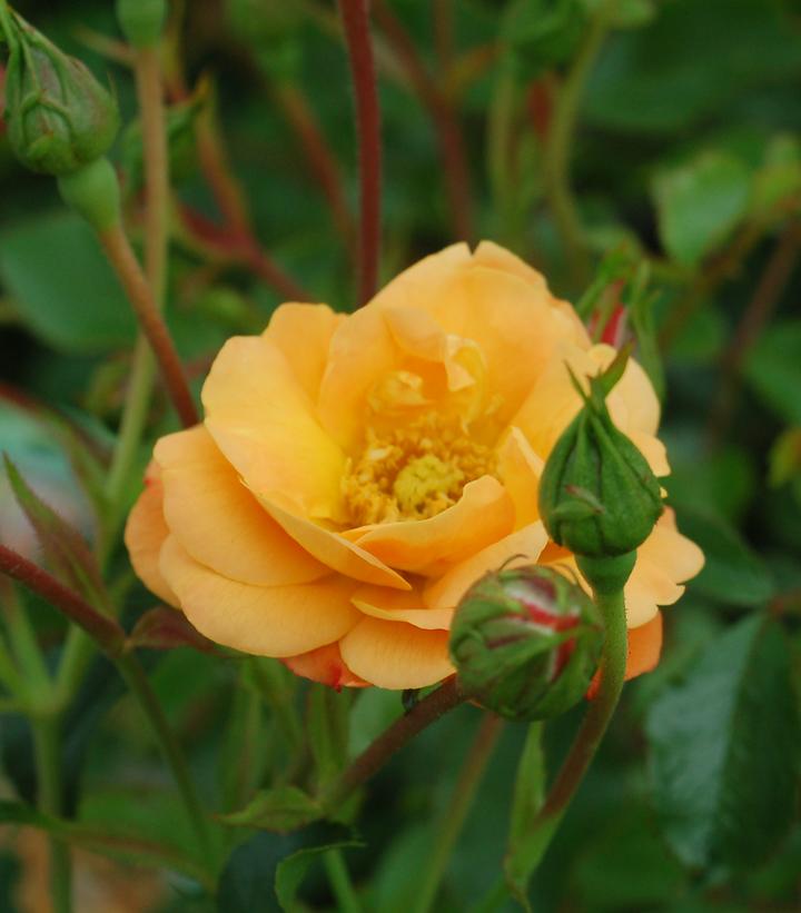 Rosa Flower Carpet Amber