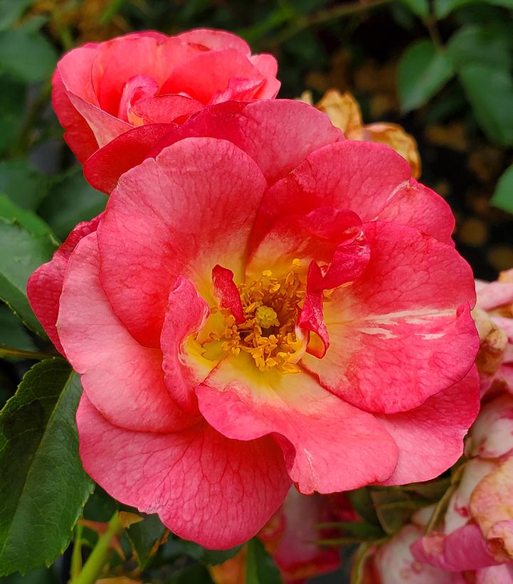 Rosa Easy Elegance® Sunrise Sunset