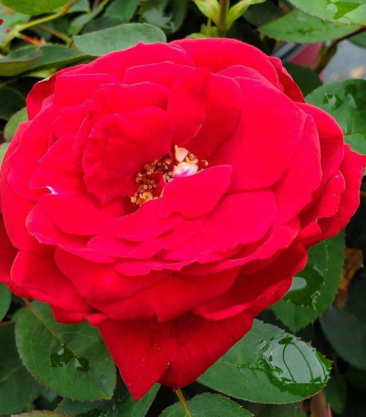 Rosa Easy Elegance® Kashmir