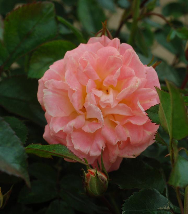 Rosa Peach Drift®