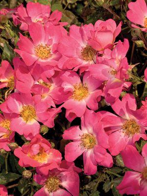 Rosa Pink Drift®