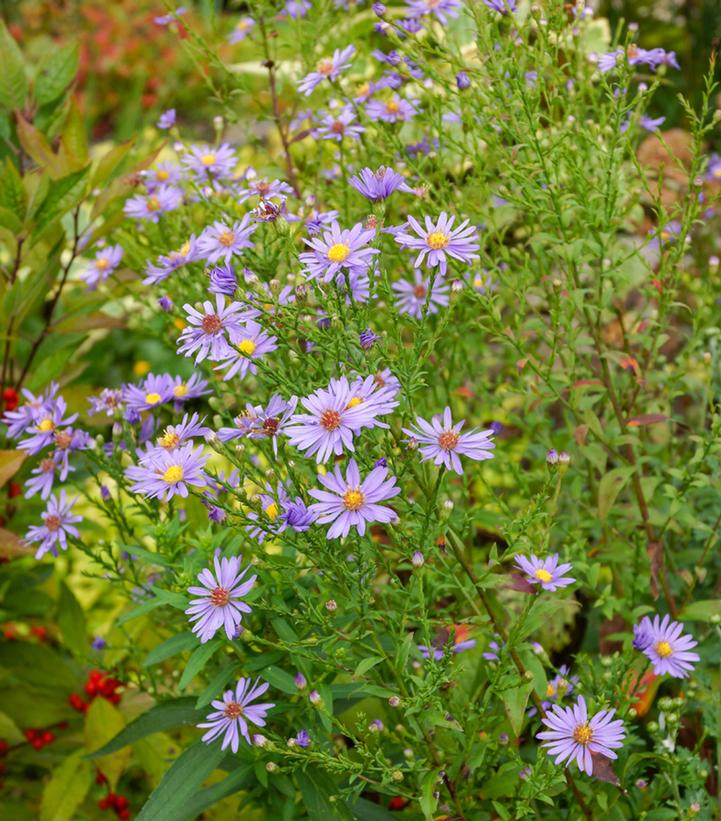 Symphyotrichum syn. Aster laeve Bluebird