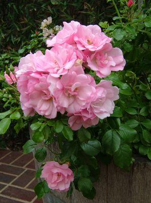 Rosa Flower Carpet Apple Blossom