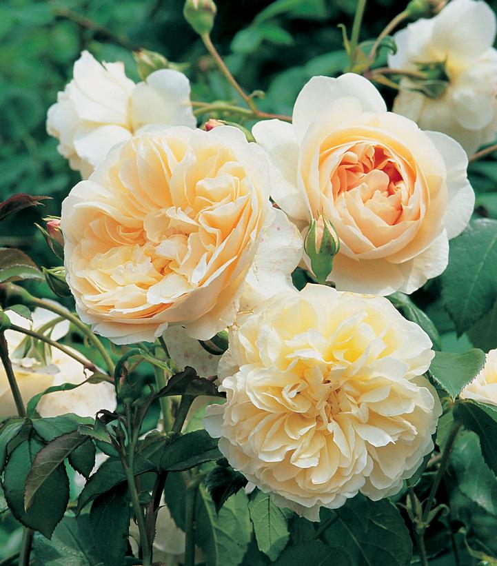 Rosa Lichfield Angel