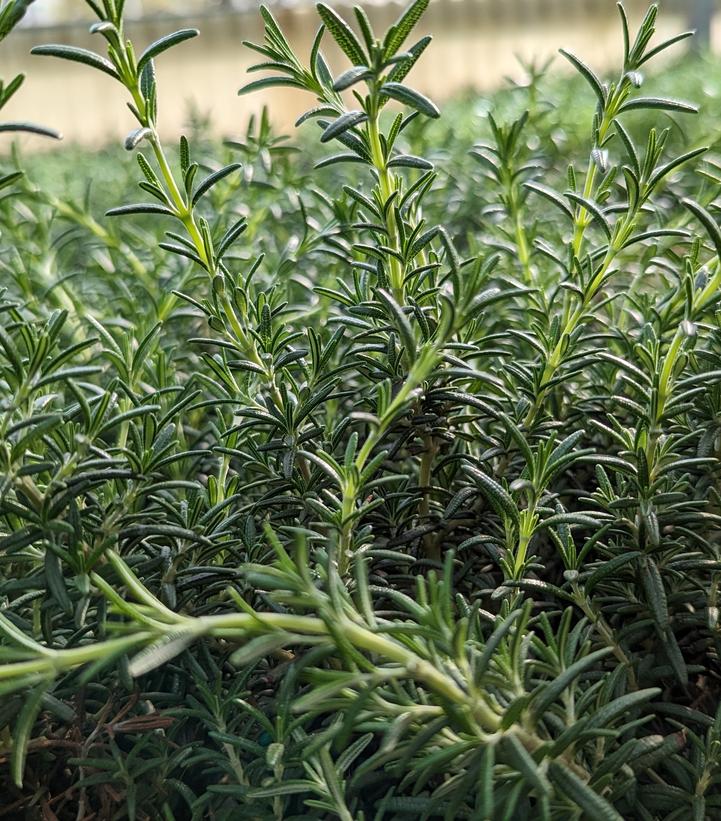 Rosmarinus officinalis 'Prostratus'