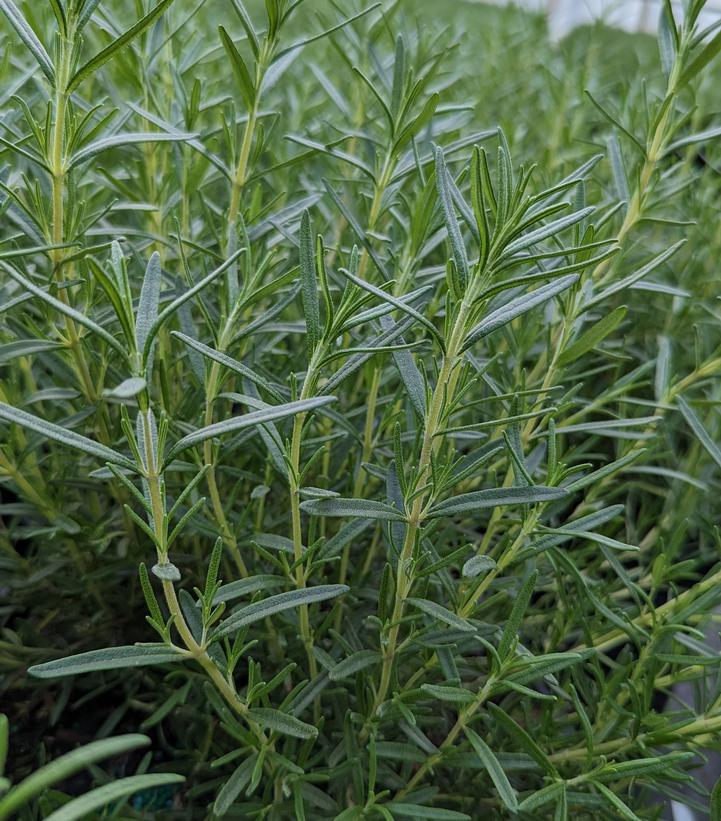 Rosmarinus officinalis Tuscan Blue