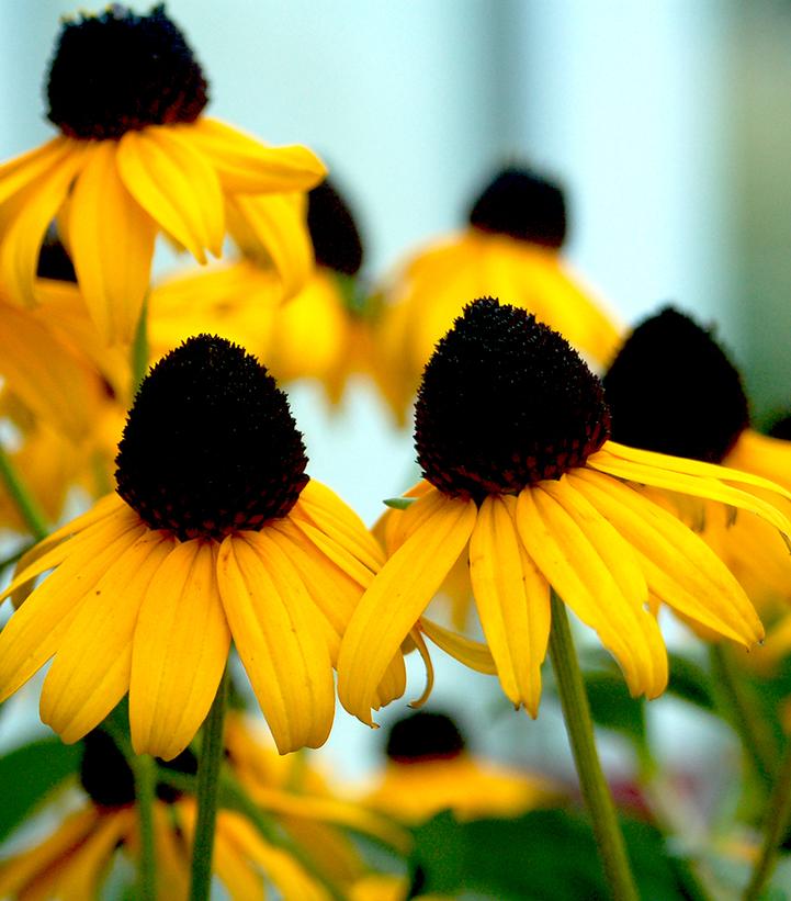 Rudbeckia fulgida var. sullivantii 'Goldsturm'