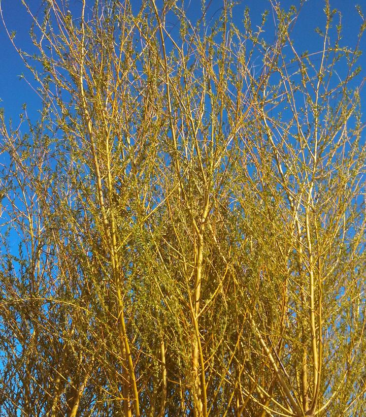 Salix niobe 