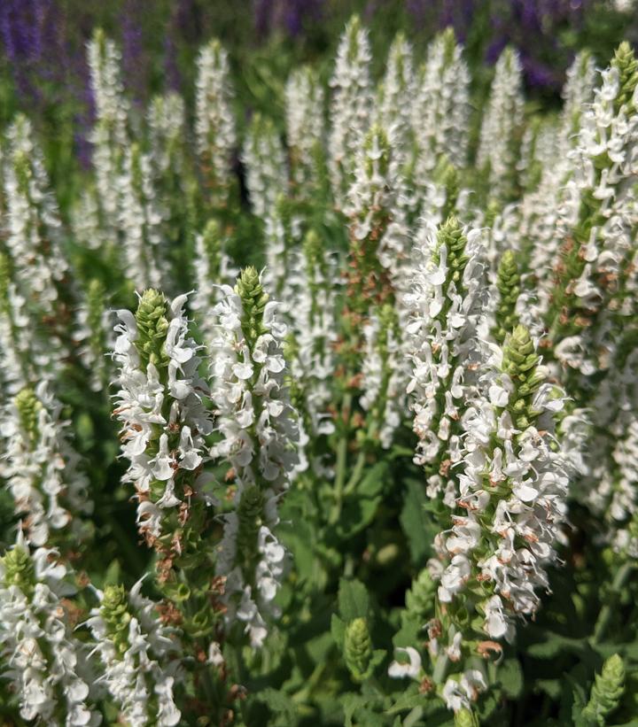 Salvia x sylvestris Snow Hill