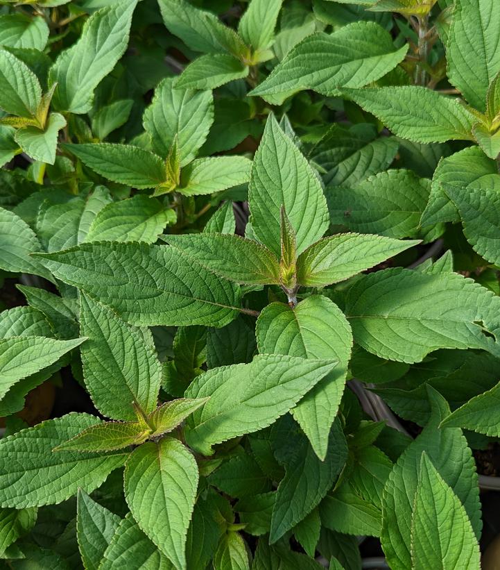 Salvia elegans 