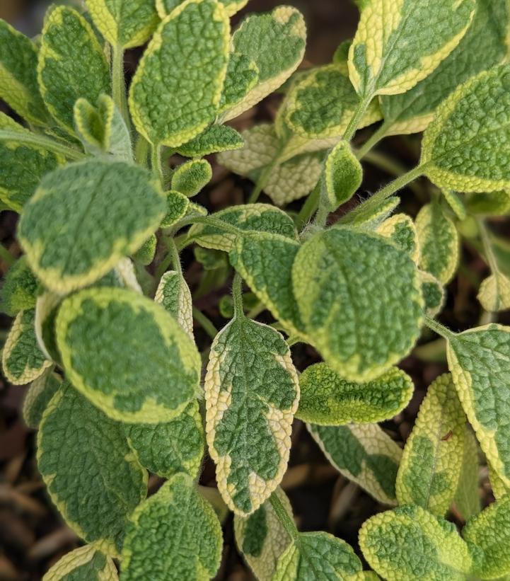 Salvia o. 'Icterina'