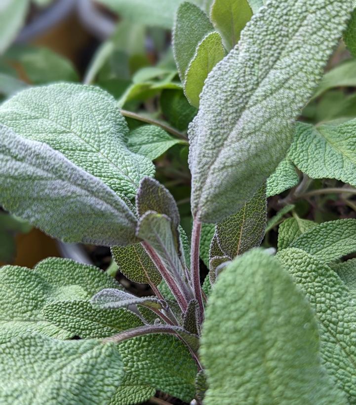 Salvia o. Purpurescens