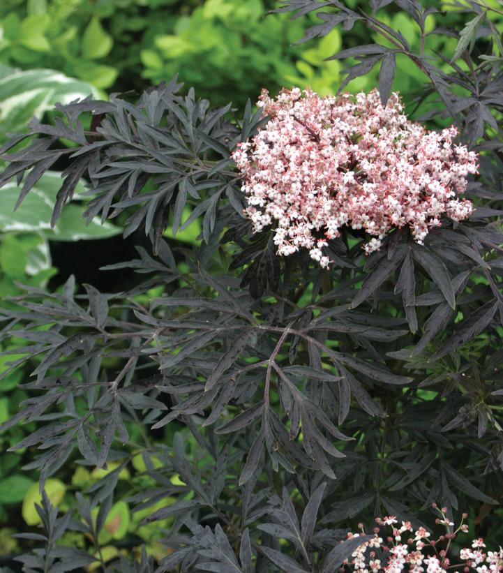 Sambucus nigra Black Lace®