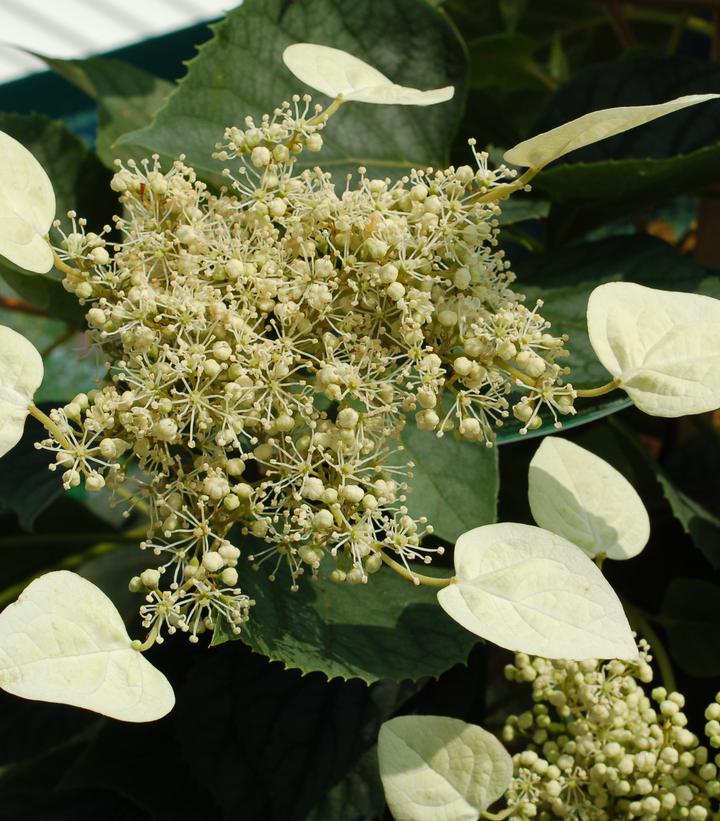 Schizophragma hyd. Moonlight