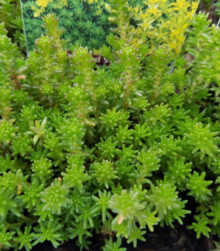 Sedum sexangular 