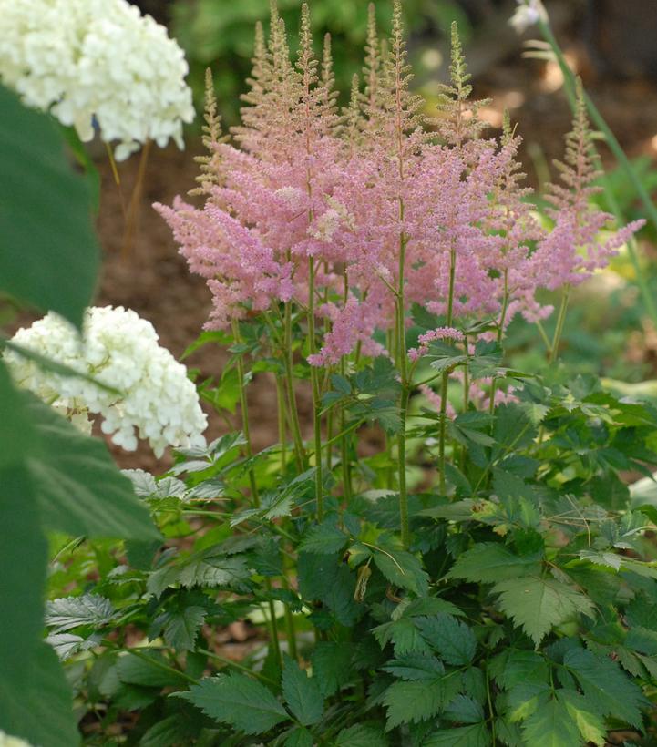 Astilbe chinensis Vision in Pink