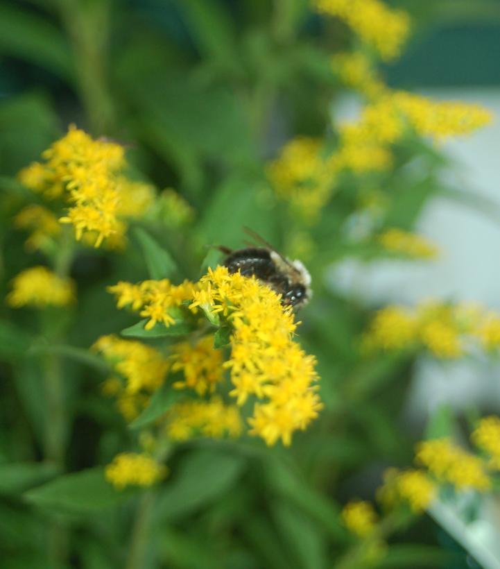 Solidago rugosa Fireworks