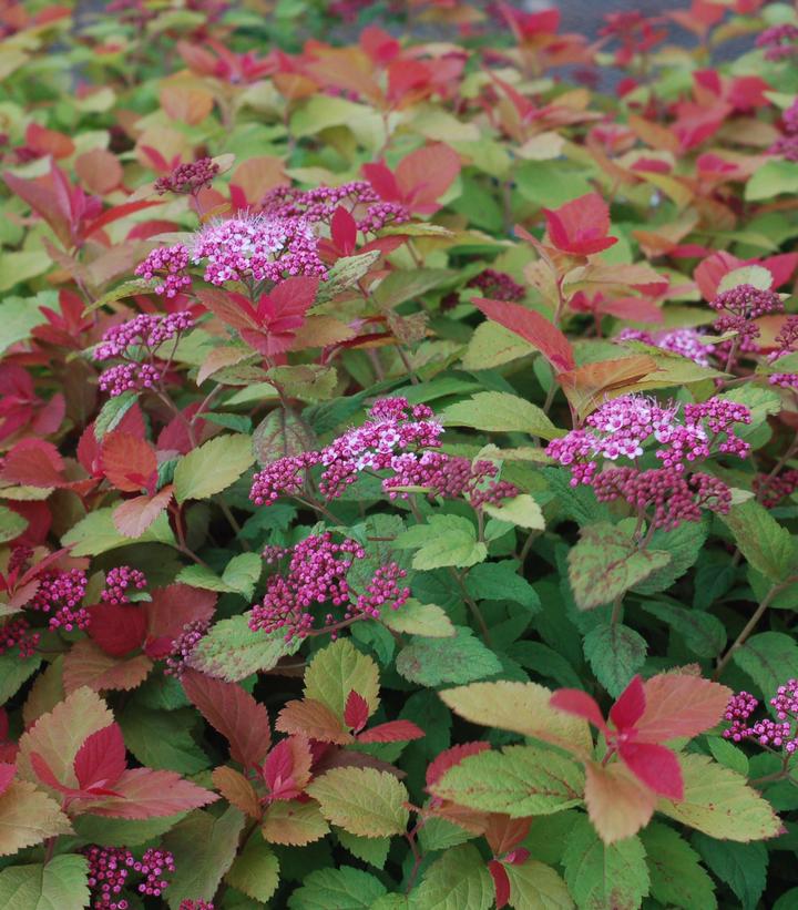 Spiraea Double Play® Double Play Big Bang®