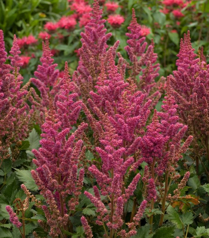 Astilbe chinensis Vision in Red