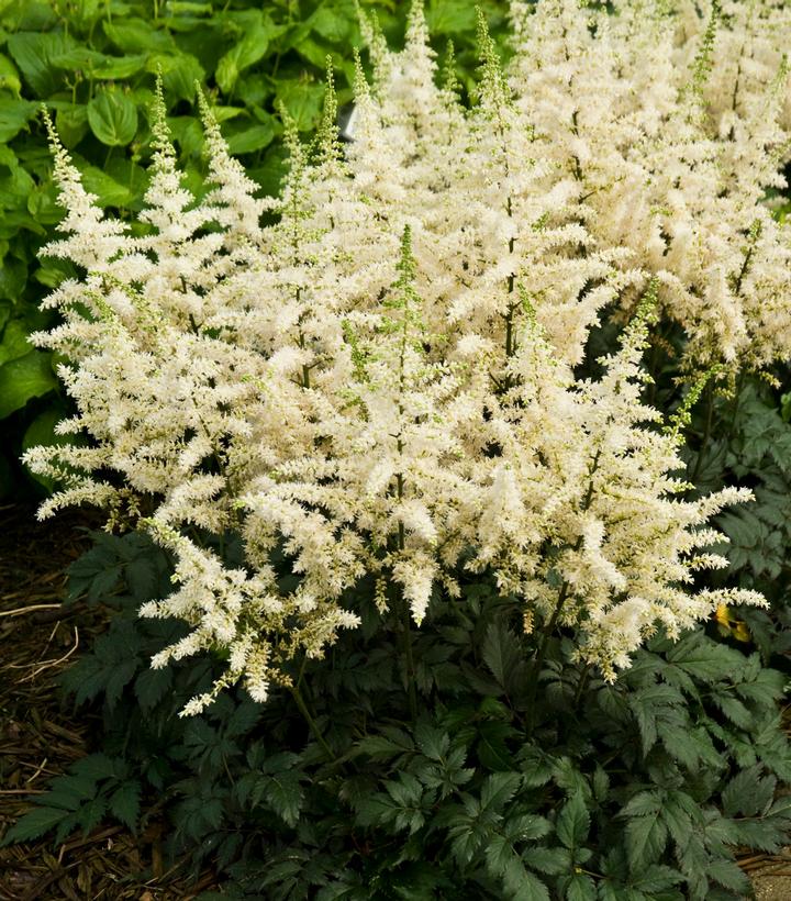 Astilbe chinensis Vision in White