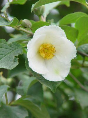 Stewartia pseudocamellia 