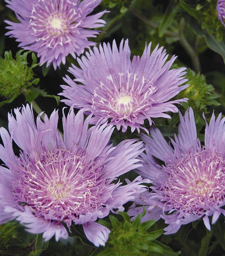 Stokesia laevis Peachies Pick