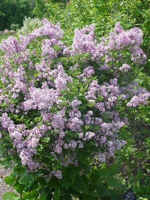 Syringa meyeri Palibin