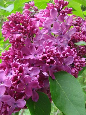 Syringa vulgaris Yankee Doodle