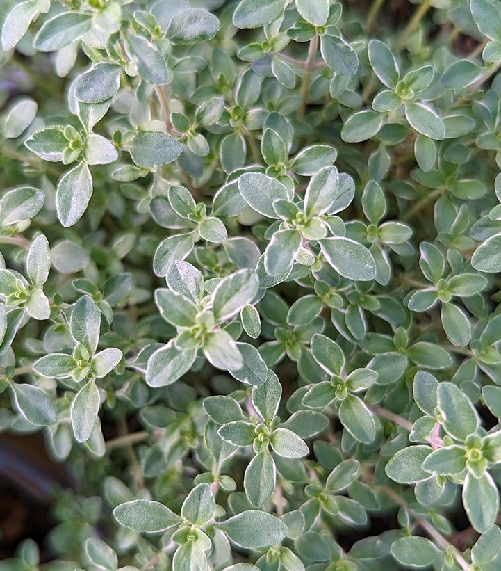 Thymus c. 'Argenteus'