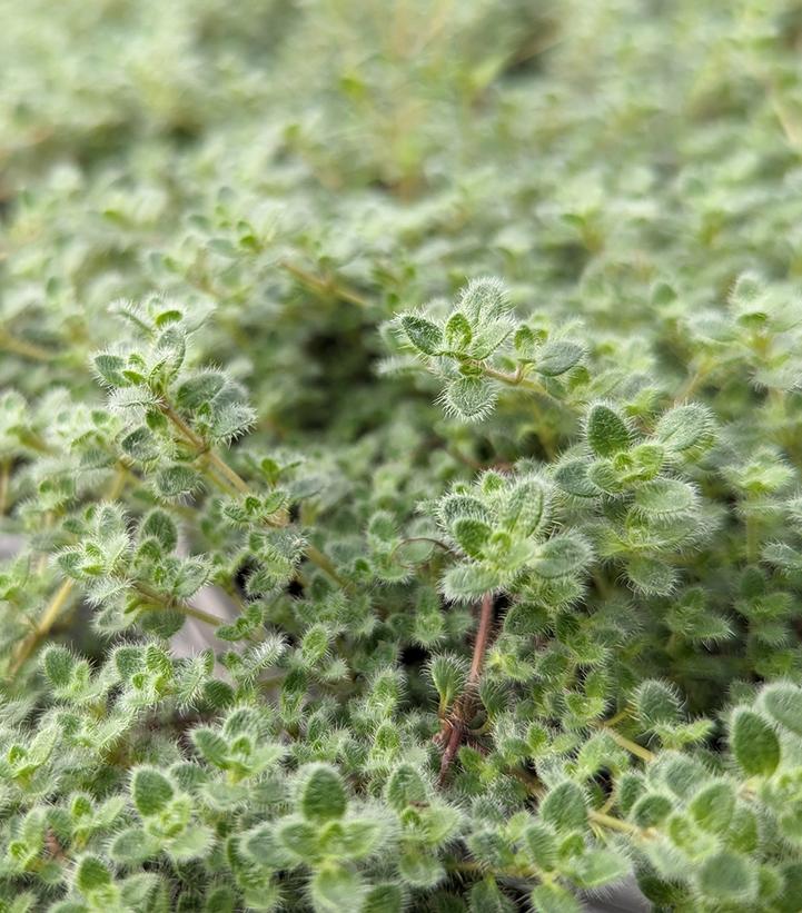 Thymus pseudolanuginosus 