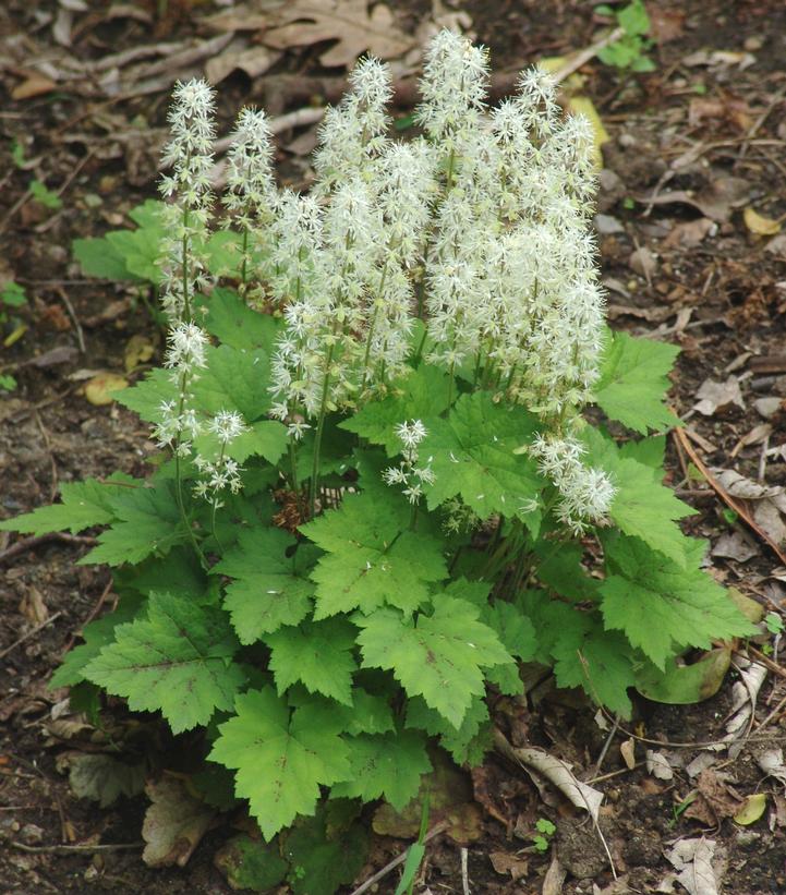 Tiarella cordifolia 