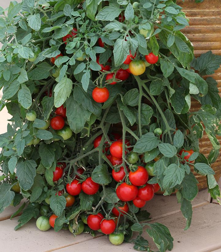 Tomato 'Red Profusion'