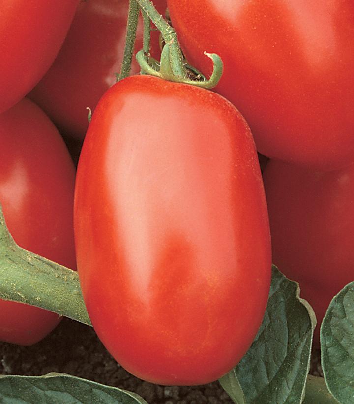 Tomato Viva Italia