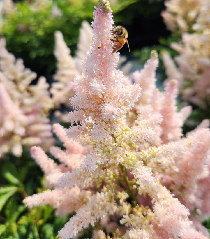 Astilbe Younique™ Silvery Pink