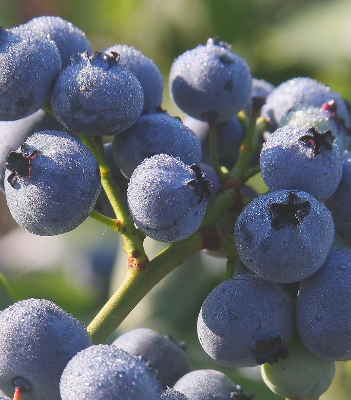 Vaccinium corymbosum 'Blue Gold'