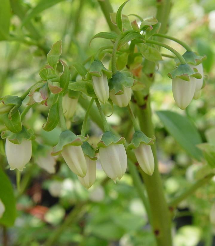 Vaccinium corymbosum Jersey