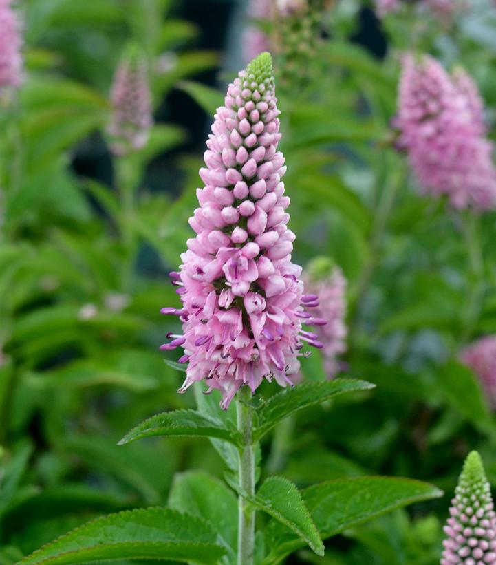 Veronica longifolia 'First Love'