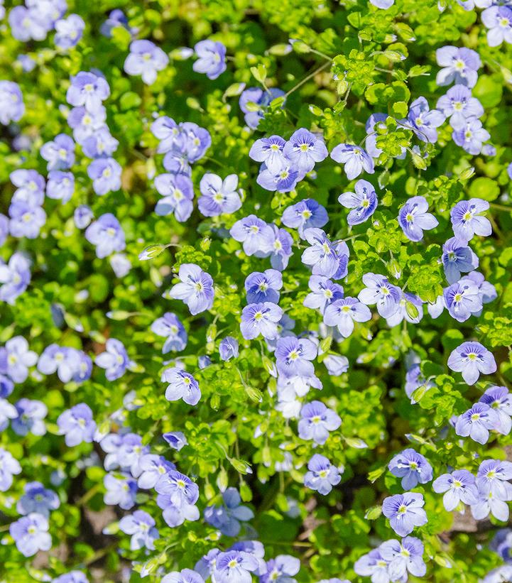 Veronica repens 