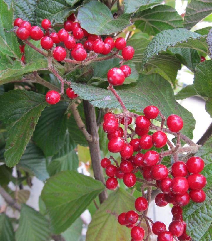 Viburnum dilatatum Cardinal Candy®