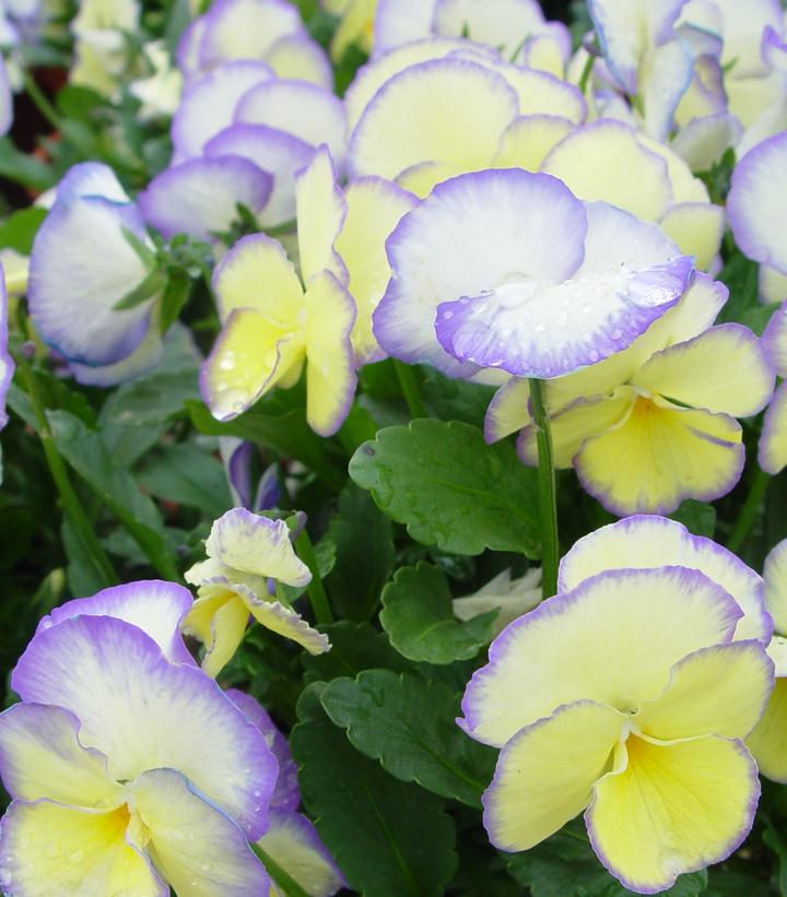 Viola x 'Etain'