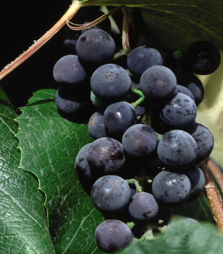 Vitis Concord Seedless