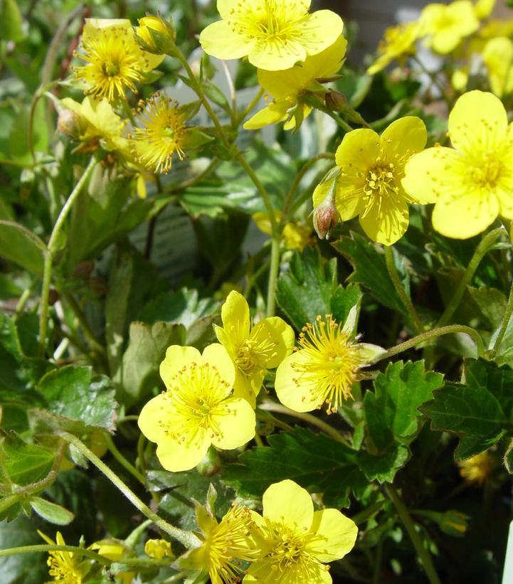 Waldsteinia ternata 