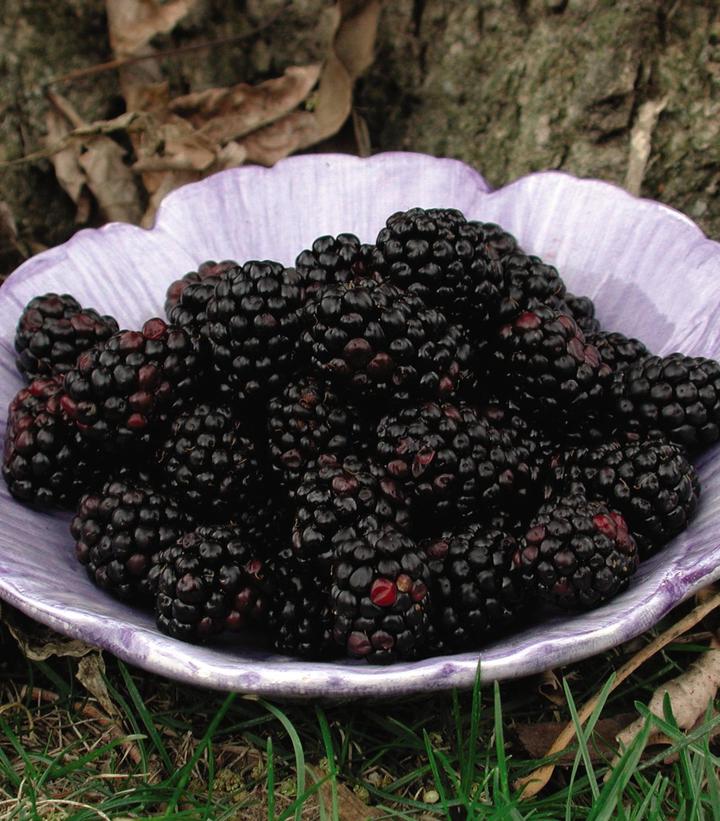 Rubus fruticosus 'Chester'