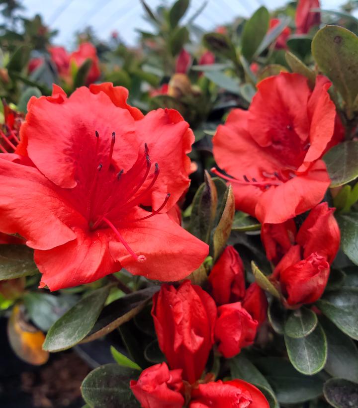 Azalea 'Girards Crimson'