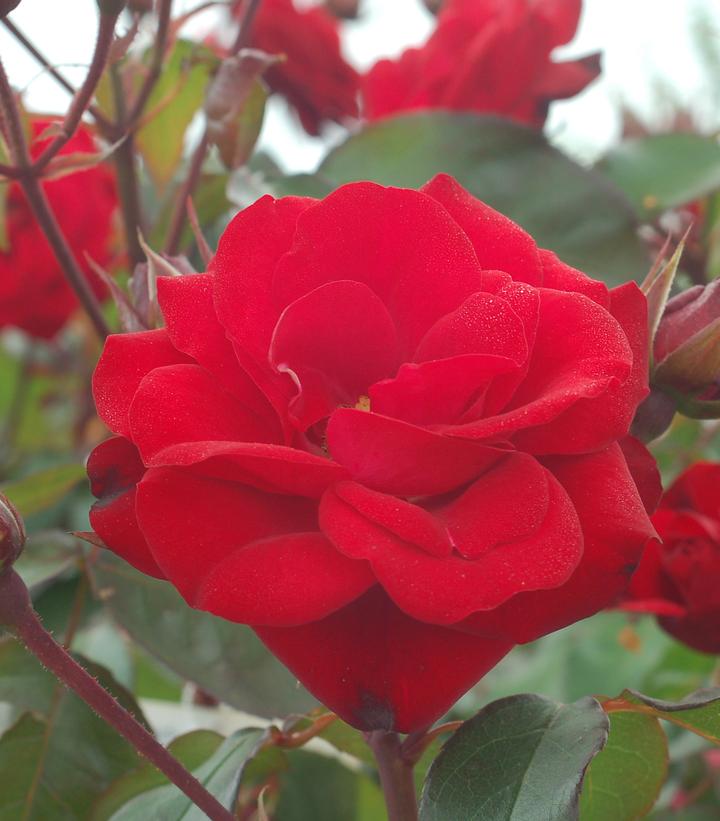 Rosa 'Europeana'